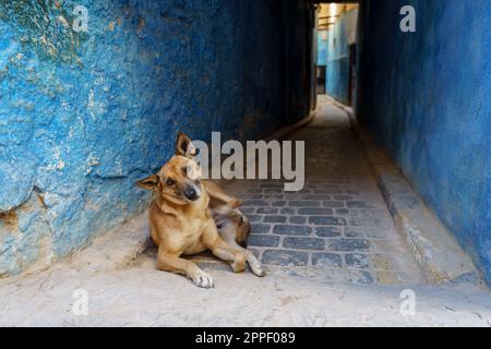 Chien errant dans une allée, Fès el-Bali, Fès, maroc, afrique Banque D'Images