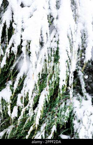 Plante de conifères en hiver couverte de neige, gros plan. Banque D'Images