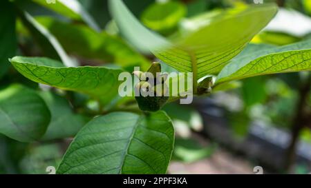 Fruit tropical Guava sur l'arbre de Guava. Arbre de goyave aux fruits tropicaux. Banque D'Images