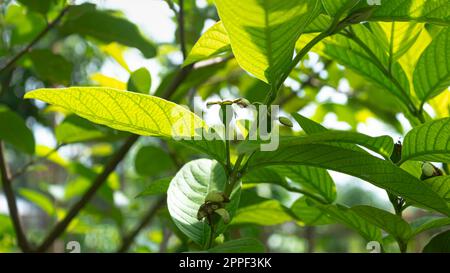 Fruit tropical Guava sur l'arbre de Guava. Arbre de goyave aux fruits tropicaux. Banque D'Images