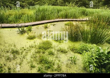 Magnifique vue sur le marais vert avec différentes plantes sauvages Banque D'Images