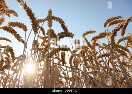 Beau champ agricole avec blé mûrissant sous ciel bleu le jour ensoleillé, vue à angle bas Banque D'Images