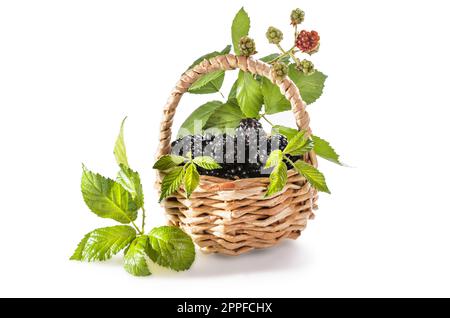 mûres de mûre avec des feuilles sur fond blanc avec une ombre douce Banque D'Images