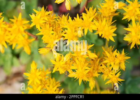 Plante succulente, Sedum Palmeri, fleurs Banque D'Images