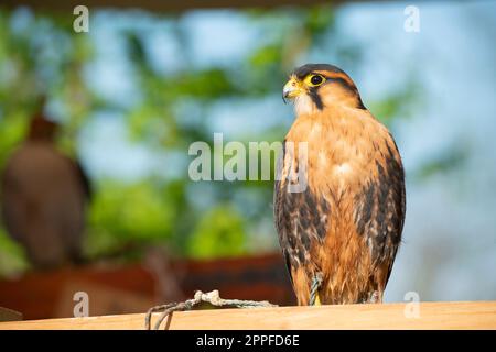 Italie, Lombardie, Aplomado Falcon, Falco Femoralis, sur un stand en captivité Banque D'Images