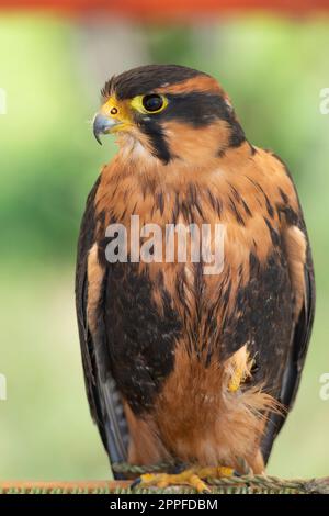 Italie, Lombardie, Aplomado Falcon, Falco Femoralis, sur un stand en captivité Banque D'Images