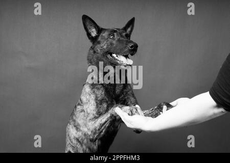 L'amitié entre l'homme et le chien, l'alimentation et la prise de patte en main Banque D'Images