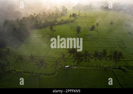 Paysage aérien de riz paddy à Tampaksiring près d'Ubud à Bali Banque D'Images