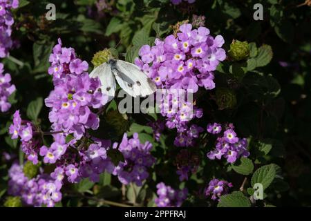 Fleurs et feuillage du Lantana montevidensis ou Lantana dans un jardin, avec un petit papillon blanc vert-veiné ou Pieris nali Banque D'Images