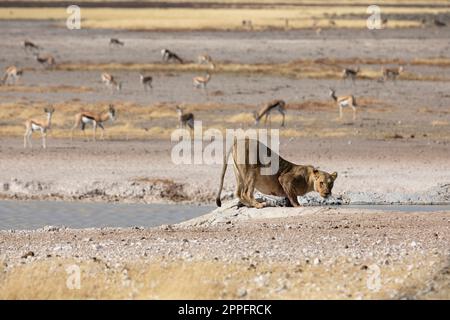 Lioness Drinking de Nebrownii Waterhole, parc national d'Etosha Banque D'Images