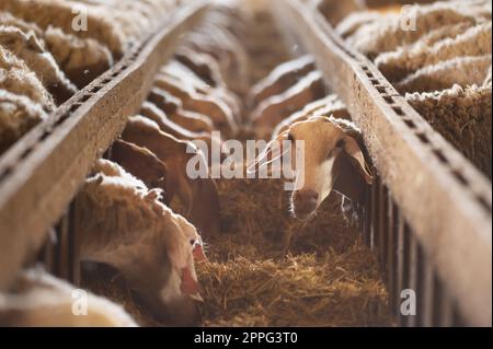 Moutons mangeant du foin dans le hangar. Animaux domestiques se nourrissant à stable. Concept d'alimentation du bétail. Élevage. Banque D'Images