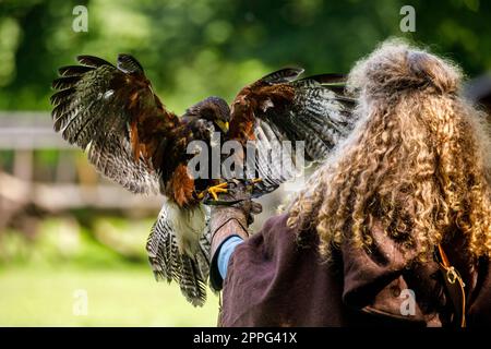 Un faucon harris en vol Banque D'Images