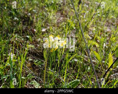 Pseudofumaria alba dans la forêt, au printemps Banque D'Images