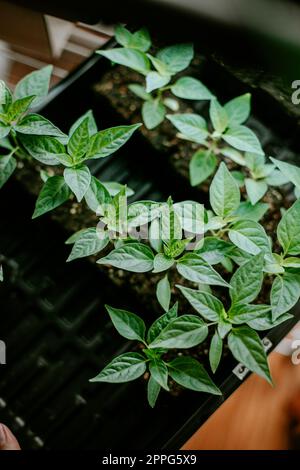 Jeunes plants de poivre sur le point d'être transplantés dans le jardin Banque D'Images