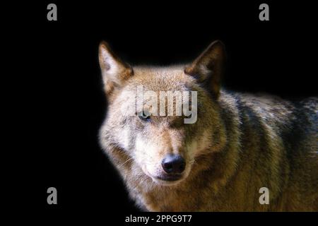 Loup sibérien en portrait. Prédateur regardant le spectateur. Photo d'animal de mammifère Banque D'Images