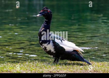 Gros plan d'un canard Muskovy coloré au bord d'un lac vert, vue latérale, Jardim d'Amazonia, San Jose do Rio Claro, Mato Grosso, Brésil Banque D'Images