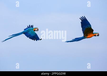 Deux macaw bleu et jaune en vol contre le ciel bleu vif, le Brésil Banque D'Images