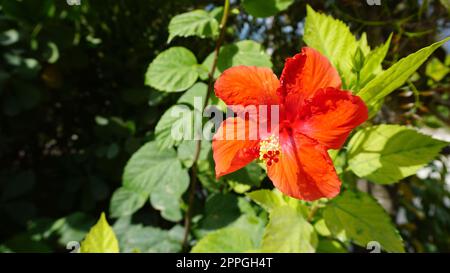 Une grosse fleur rouge d'hibiscus aux Bahamas Banque D'Images