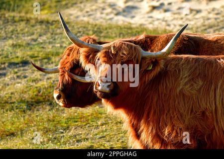 Portrait de deux bovins écossais des Highlands, un taureau et une vache, dans la réserve de dunes de la Hollande du Nord. Schoorlse Duinen, pays-Bas. Banque D'Images