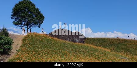 La belle montagne de fleurs de jour de l'est de Taïwan Banque D'Images