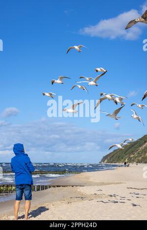 Un homme portant une veste bleue nourrit les mouettes volant au-dessus de sa tête, mer Baltique, Miedzyzdroje, Pologne Banque D'Images