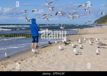 Un homme portant une veste bleue nourrit les mouettes volant au-dessus de sa tête, mer Baltique, Miedzyzdroje, Pologne Banque D'Images