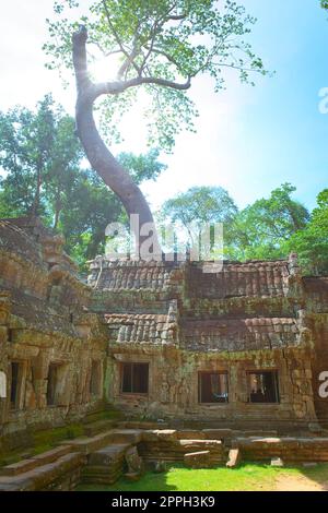 Immense arbre qui sort des ruines du temple de Ta Prohm, situé dans le complexe d'Angkor Wat près de Siem Reap, au Cambodge. Banque D'Images