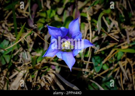 Fleur pourpre avec pistils blancs au premier plan du printemps Banque D'Images