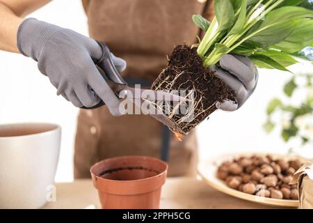 Gros plan des mains de jardinier femelle élagage des racines de spathiphyllum Banque D'Images