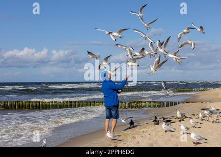 Un homme portant une veste bleue nourrit les mouettes volant au-dessus de sa tête, mer Baltique, Miedzyzdroje, Pologne Banque D'Images