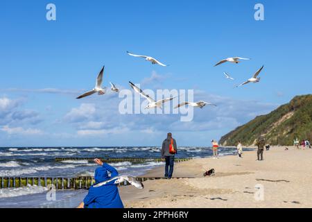 Un homme portant une veste bleue nourrit les mouettes volant au-dessus de sa tête, mer Baltique, Miedzyzdroje, Pologne Banque D'Images