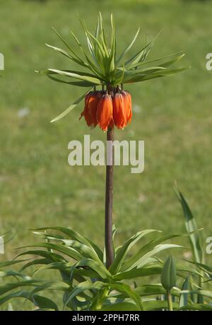 Fritilaria impérialis avec des fleurs encore fermées dans le parc, la plante connue aussi sous le nom de couronne impériale, fritillaire impérial ou couronne de Kaisers Banque D'Images