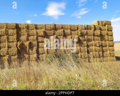 Grandes meules de foin au champ gros plan à beau paysage rural d'été en Bulgarie Banque D'Images