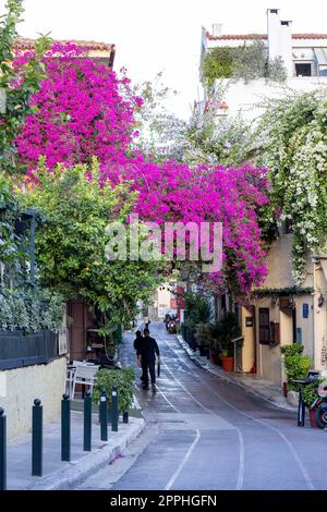 Floraison beau buisson de bougainvilliers sur une rue célèbre à Plaka, Athènes, Grèce Banque D'Images