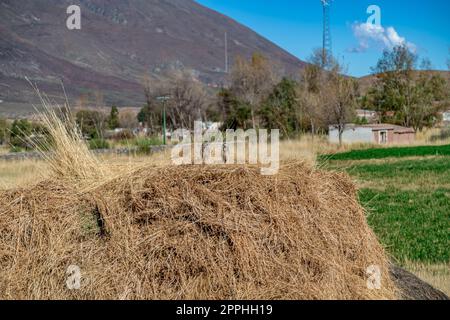 owl athene cunicularia dans la nature sauvage de l'Amérique du Sud Banque D'Images