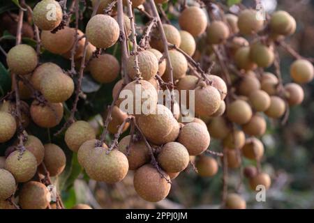 Vergers de longan, fruits tropicaux longane sur l'arbre dans la province de Chiang Mai, Thaïlande. Banque D'Images