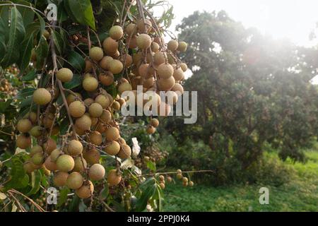 Vergers de longan, fruits tropicaux longane sur l'arbre dans la province de Chiang Mai, Thaïlande. Banque D'Images