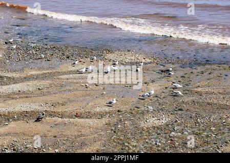 Mouettes debout sur la plage près du bord de l'eau, Sidmouth, Devon, Royaume-Uni, Europe, Banque D'Images