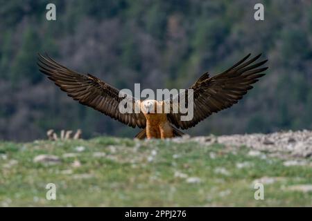 Vulture à barbe pour adultes perchée à l'horizon avec des ailes largement ouvertes Banque D'Images