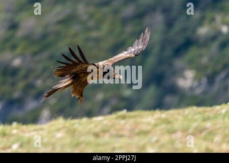 Jeune Vulture à barbe survolant l'horizon avec des ailes largement ouvertes Banque D'Images