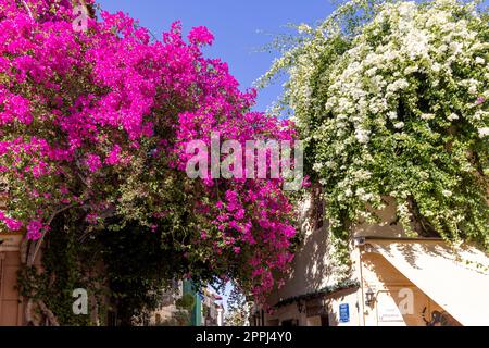 Floraison beau buisson de bougainvilliers sur une rue célèbre à Plaka, Athènes, Grèce Banque D'Images