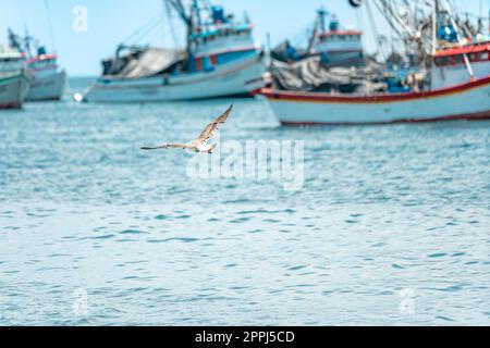 un mouette survole l'océan près d'un port de pêche Banque D'Images