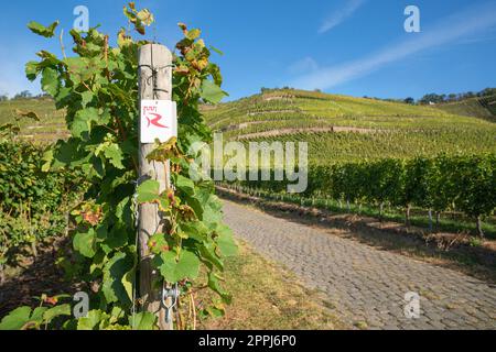 Waymark du Rhin Château Trail près de Winningen, Allemagne Banque D'Images