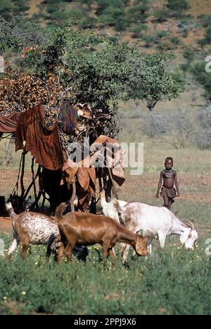 15 mai 2005. Un garçon Himba non identifié avec un troupeau de chèvres. Epupa Falls, Kaokoland ou province de Kunene, Namibie, Afrique Banque D'Images