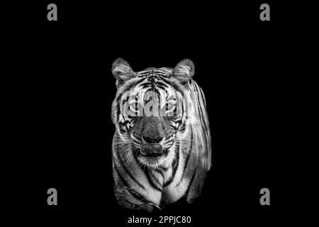 ranthambore femelle sauvage tigre du bengale ou panthera tigris extrême gros plan Fine art noir et blanc image ou portrait en safari à ranthambore national Banque D'Images