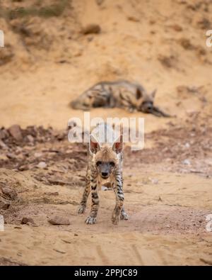 L'hyène sauvage ou l'hyena se dirige vers l'agression et le contact visuel pendant le safari dans la jungle en plein air dans le parc national de ranthambore rajasthan inde Banque D'Images