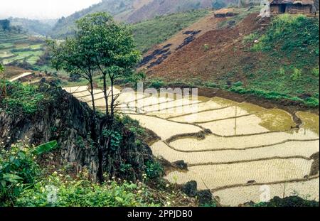 Diapositive numérisée de la photographie couleur historique des champs de riz au Vietnam Banque D'Images