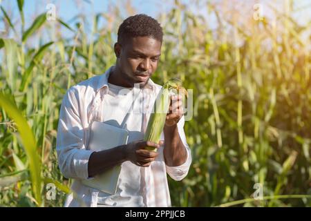 Bearded man examines corn cob looking for data on tablet Stock Photo