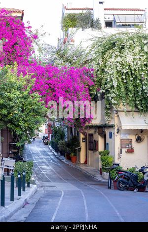 Floraison beau buisson de bougainvilliers sur une rue célèbre à Plaka, Athènes, Grèce Banque D'Images