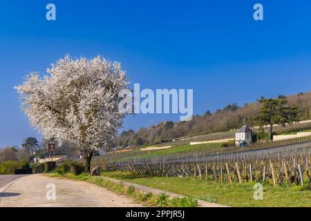 Route des vins (route des Grands crus) près de Gevrey-Chambertin, Bourgogne, France Banque D'Images
